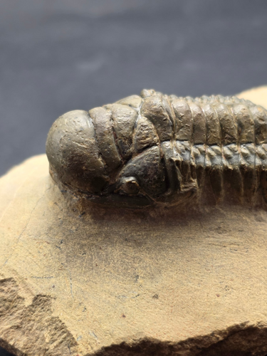 Trilobito (Crotacephalina gibbosa) fosilija, 10 cm, Marokas (2)