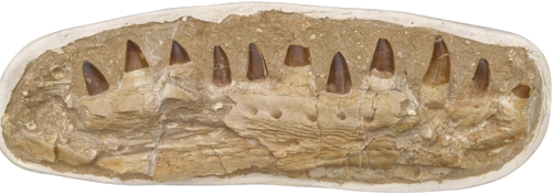 Mosasaurus (Mosasaurus beaugei) jaw fossil, 74 x 24,5 cm, Morocco (1)