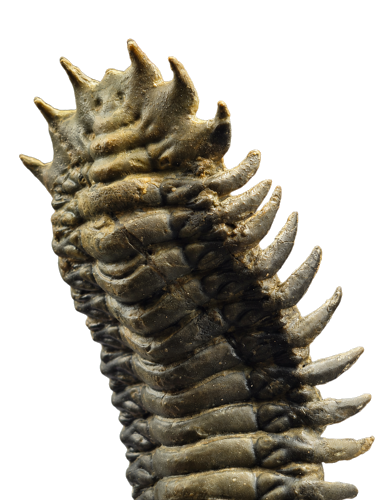 Trilobito fosilija (Crotalocephalina gibbus), Marokas, apie 410–408 mln. m. (3)