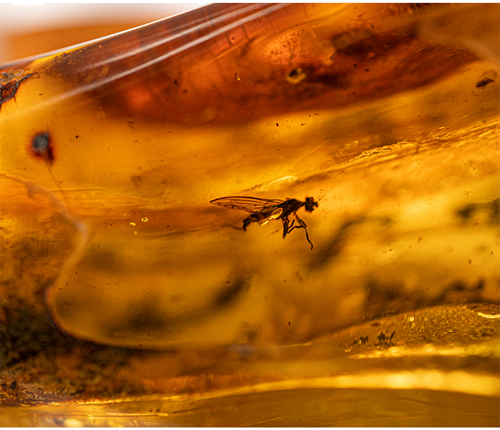 29,15 g Amber Nugget with inclusion (2)