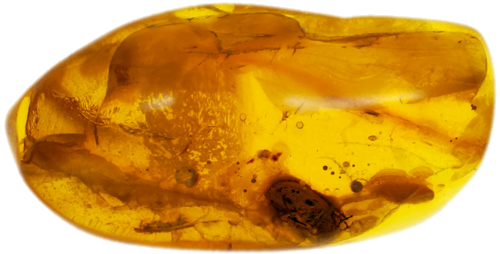 1,80 g Amber Nugget with Bug inclusion (1)