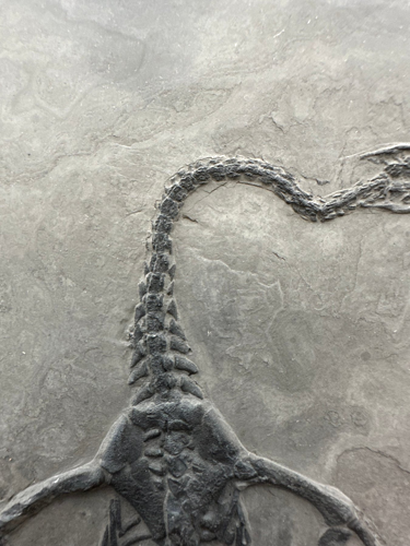 Keichousaurus roplio fosilija, 26 x 18,5 cm, Kinija (3)