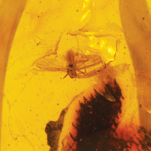 7,40 g Amber Nugget with inclusion (4)