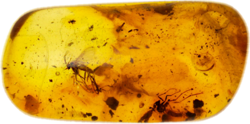 0,85 g Amber Nugget with inclusions (1)