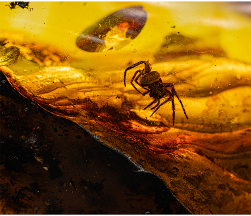 50,45 g Amber Nugget with spider inclusion (2)