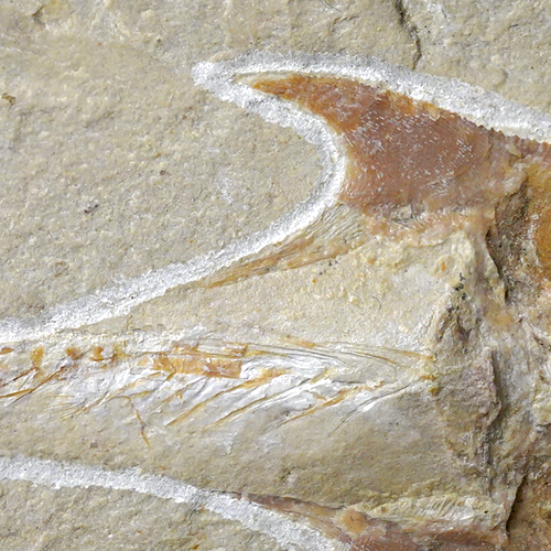 Fosil на риба Coccodus, Титонска епоха (преди 163,5–145 млн. години), Ливан (3)