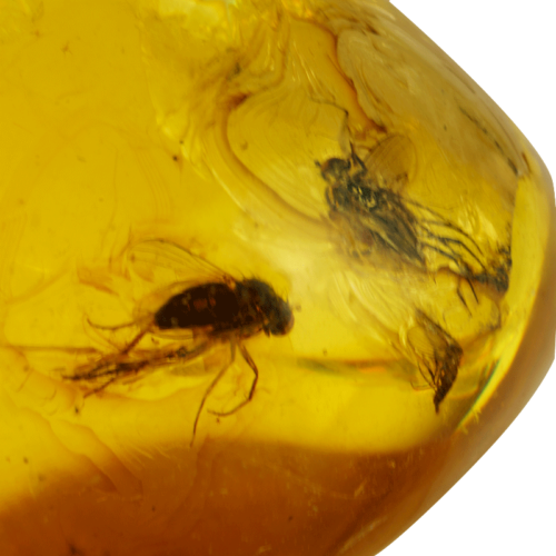 24,80 g Amber nugget with fly inclusion (2)
