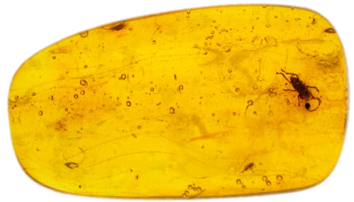 1,75 g Gintaro grynuolis su inkliuzu (1)