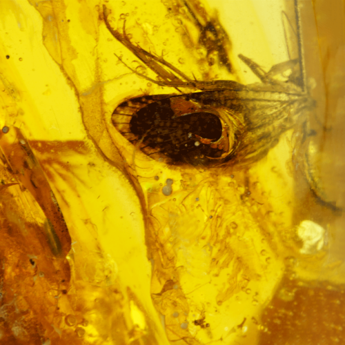 Самородок янтаря с инклюзом бабочки 18,75 г (2)