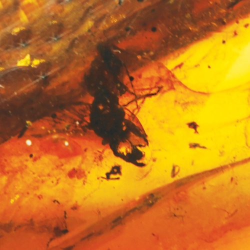 5,55 g Amber Nugget with inclusion (5)