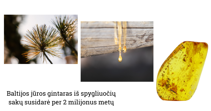 Pušis, sakai, gintaras 